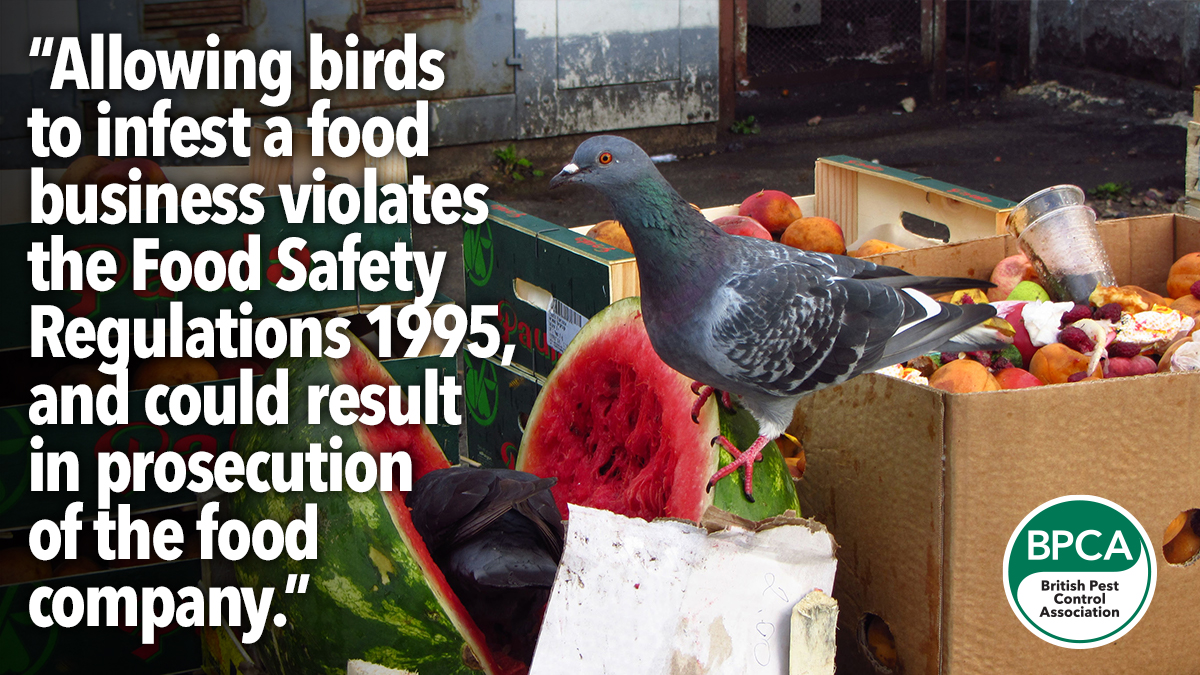 Allowing birds to infest a food premise is against the law in the UK Allowing birds to infest a food premise is against the law in the UK